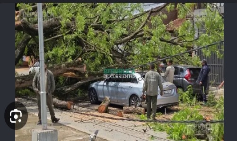 Corrientes: un árbol del parque Camba Cuá cayó sobre un auto y la conductora salvó su vida