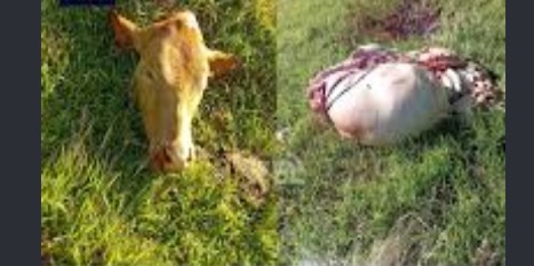Abigeato: Carnearon 2 vacas en cercanias al Puente Internacional de la Integración.
